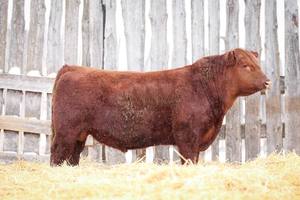 bull